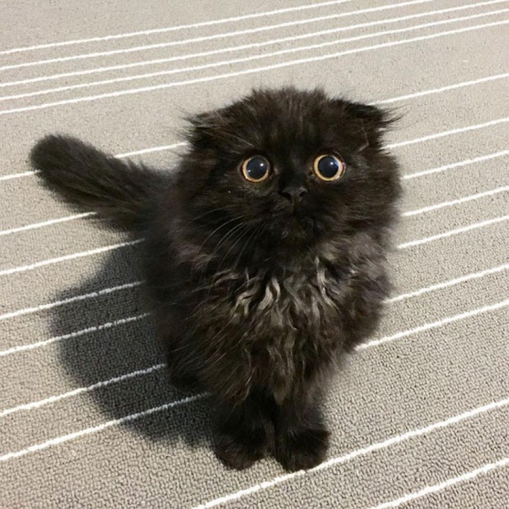 Gimo con la cara de que tiene hambre