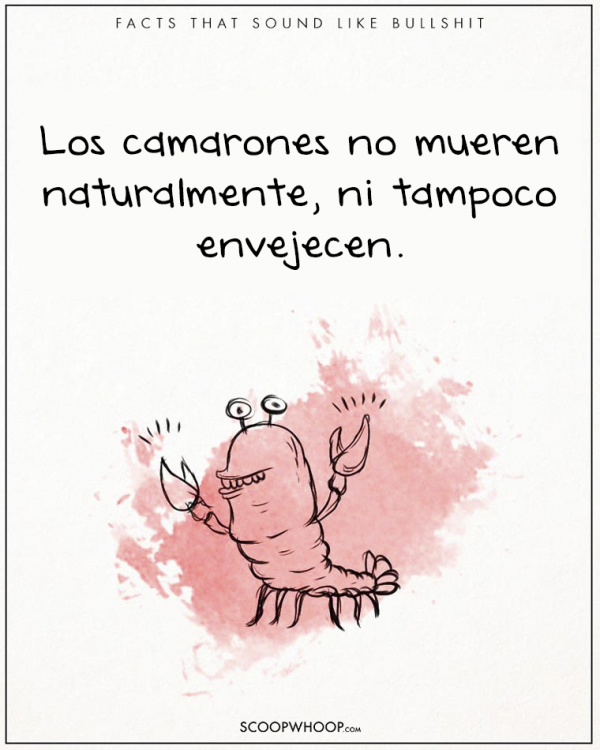 LOS CAMARONES NO MUEREN POR CAUSAS NATURALES NI POR VEJEZ