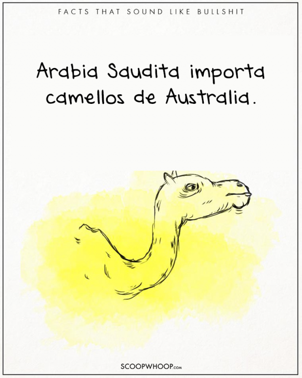 arabia saudita importa camellos a australia