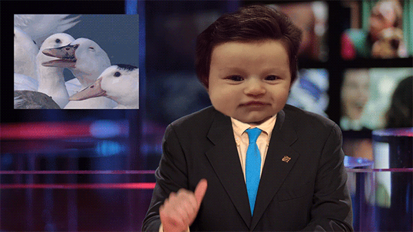 Gif de Isabelle Kaplan, la bebé con mucho cabello como presentador de noticias 