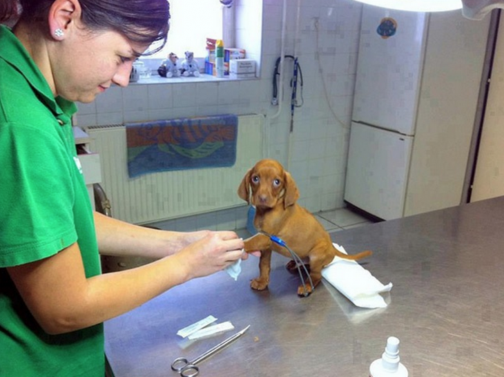 PERROS A A LOS QUE NO LES GUSTA IR AL VETERINARIO