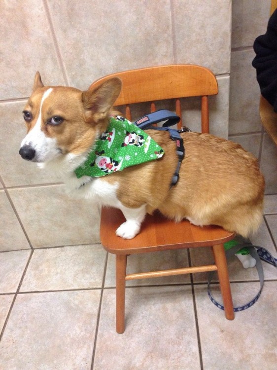 CORGI SIENDO INTERROGADO DEL POR QUÉ NO LE GUSTA IR AL VETERINARIO