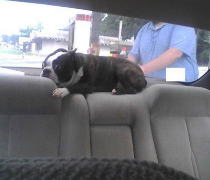 BULLDOG FRANCES CON MIEDO DE ENTRAR AL VETERINARIO