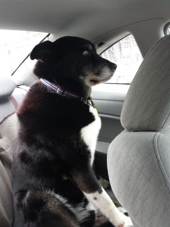 PERRO ASUSTADO PORQUE VA EN EL CARRO