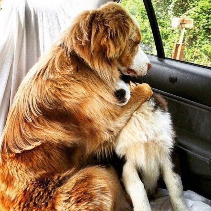 PERRO ABRANZANDO A SU AMIGO PERRO PORQUE LO LLEVAN AL DOCTOR