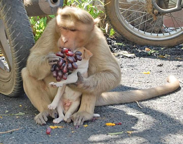 RHESUS LE DA FRUTA AL CACHORRO