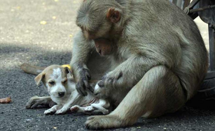 RHESUS SACANDOLE LAS GARRAPATAS AL PERRITO