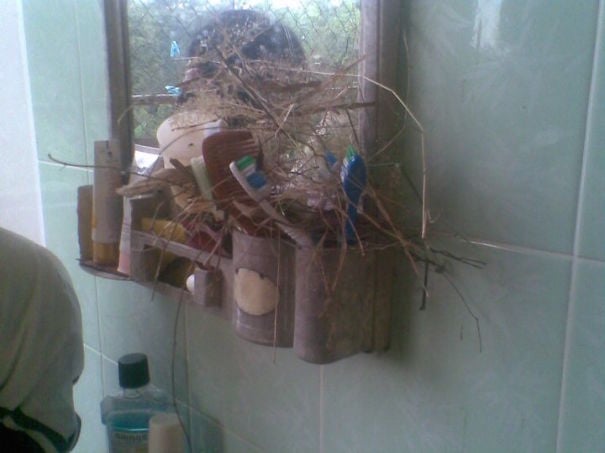 nido de un ave dentro de un organizador de baño 