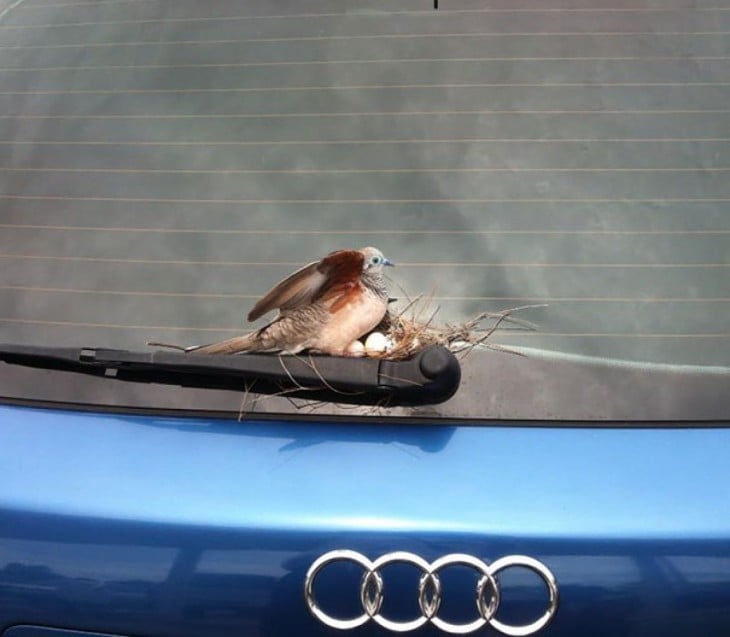 nido de pájaro sobre el limpiaparabrisas de un coche 