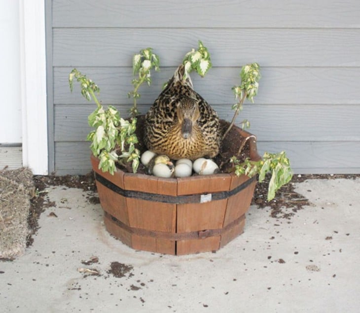 nido de un pato sobre una planta 