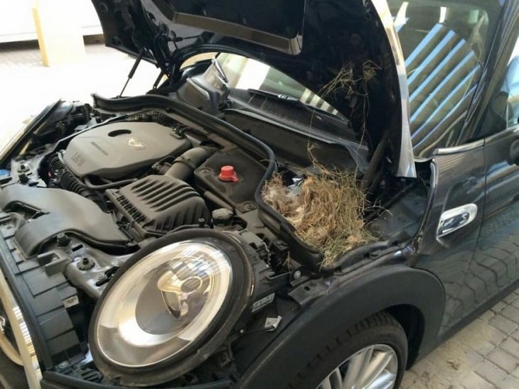 nido de pájaro dentro del motor de un coche 