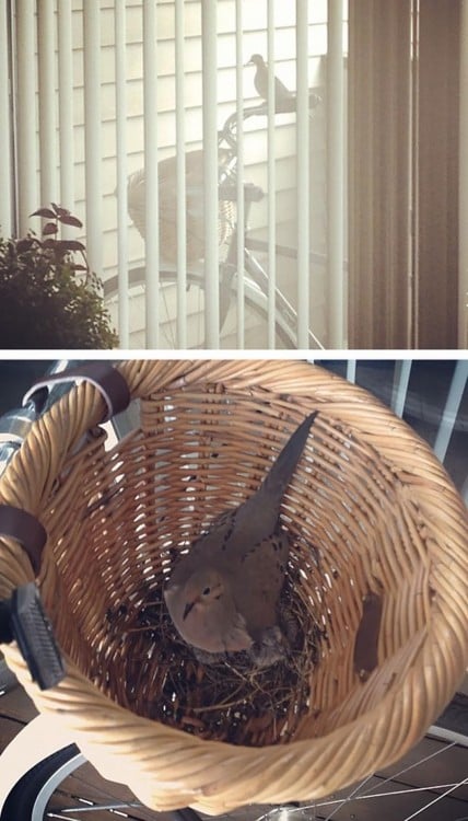nido de ave dentro de la canasta de una bicicleta 