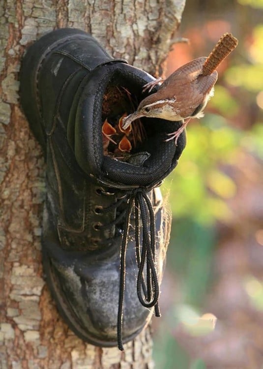 nido de pájaro dentro de un zapato en un árbol 