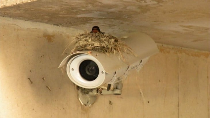 nido de ave sobre una cámara de seguridad en el techo 