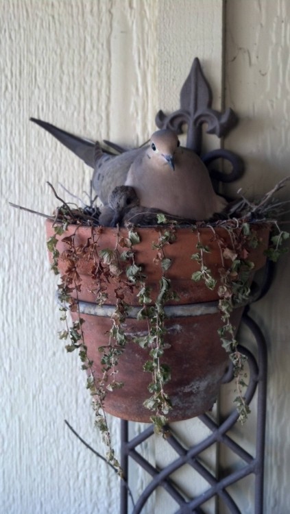 nido de pájaro sobre una planta colgada en la pared de una casa 