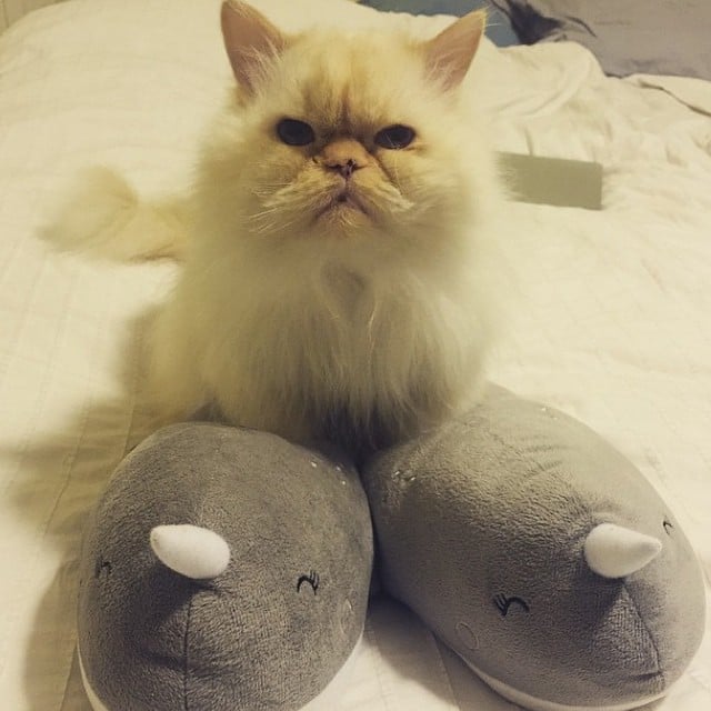gato con pantuflas de ballena
