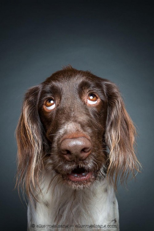 PERRO DE AGUAS CONFUNDIDO