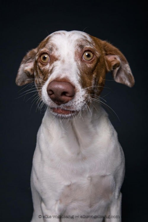 PERRO CON CARA DE ESCÉPTICO