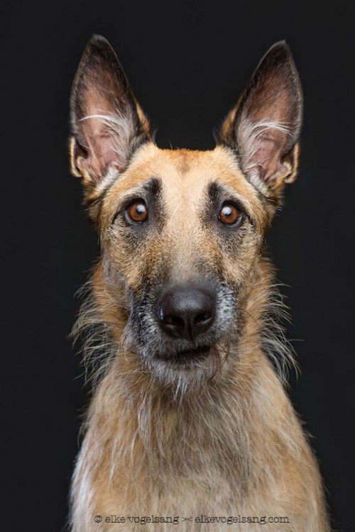 PERRO PASTOR ALEMAN VIEJO