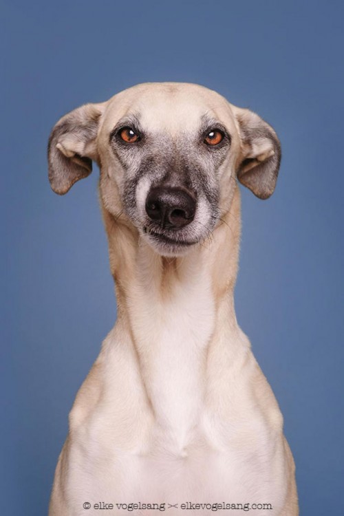 PERRO CON CARA DE QUE ¿EN SERIO ME ESTAS TOMANDO UNAFOTO?