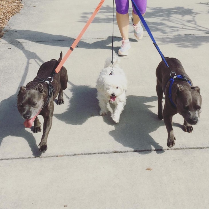 PERROS DANDO UNA CAMINATA