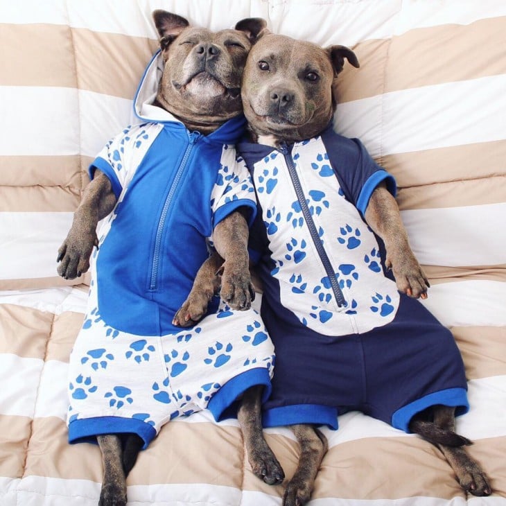 Perros amigos vestidos de azul