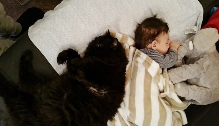 bebé acostado de espaldas con otro gatito en una cama 