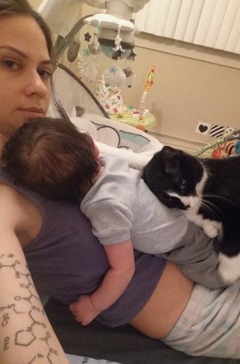 panda el gato que es niñera de un bebé recargado sobre su espalda 