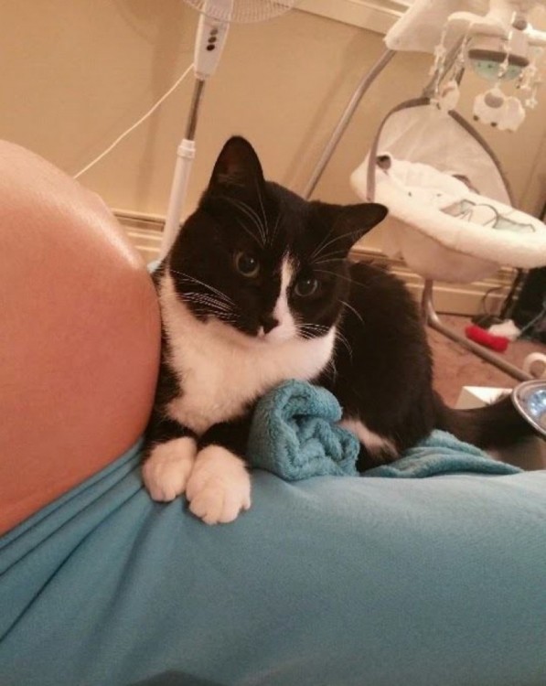 gato sentado en las piernas cerca del vientre de una mujer embarazada 