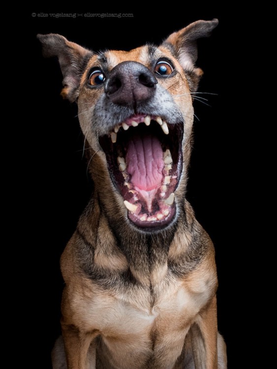 retrato de un perro a punto de lanzar una mordida 