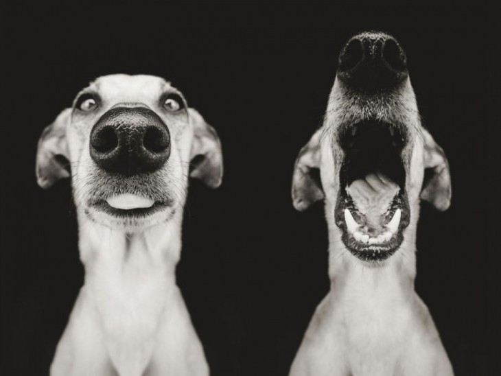 Fotografía de dos perros uno mirando hacia enfrente mientras el otro bosteza 