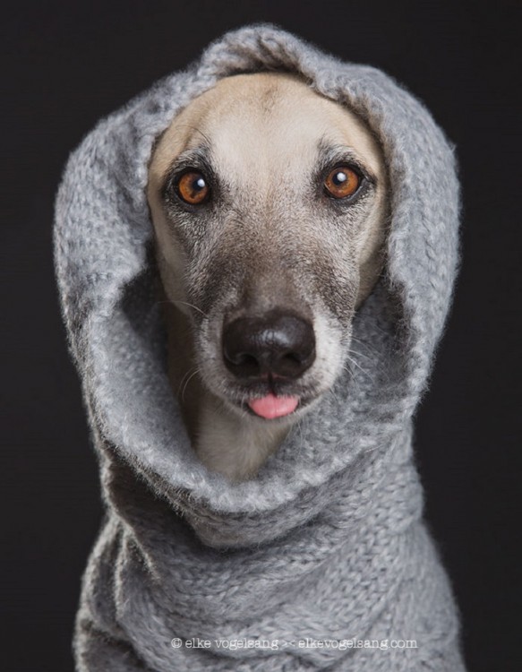 Fotografía de un cachorro con un sueter gris y sacando un poco la lengua 