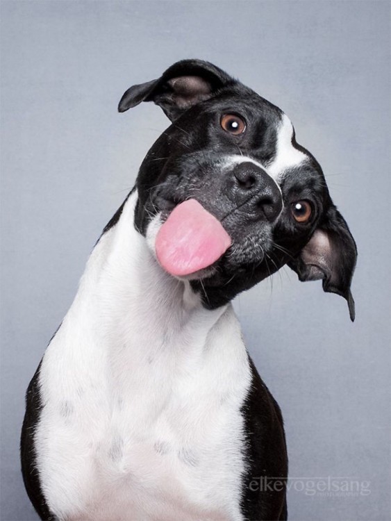 Perro con la cabeza inclinada y sacando la lengua 