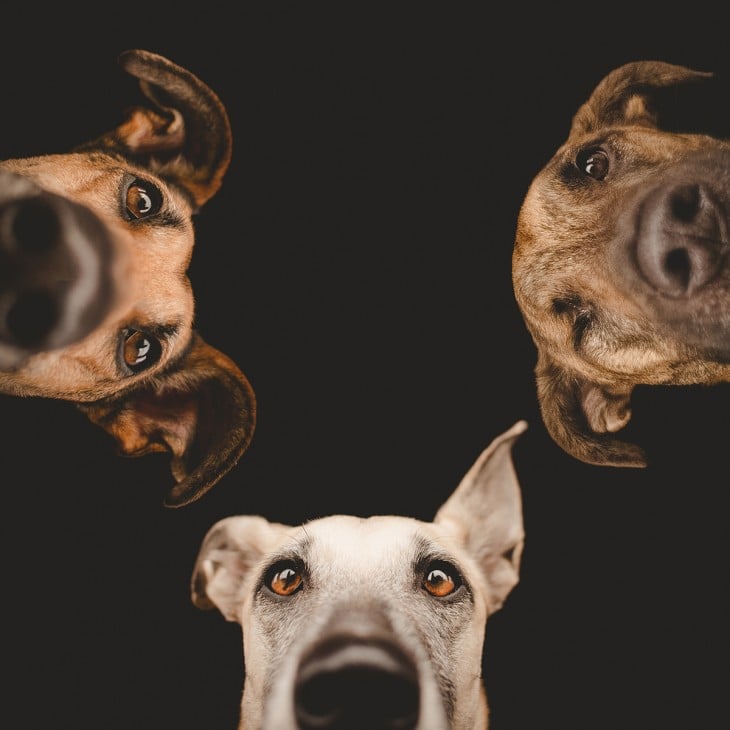 Retrato de las 3 cabezas de perros 