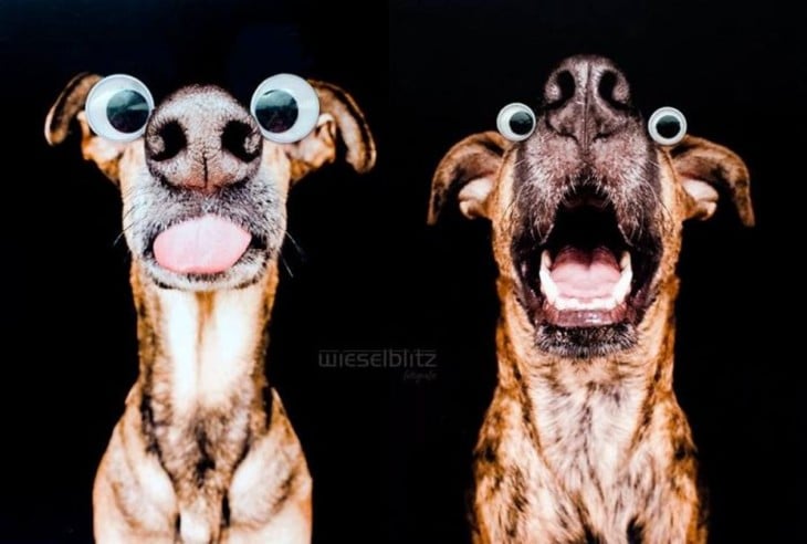 Fotografía de dos cachorros con ojos postizos 