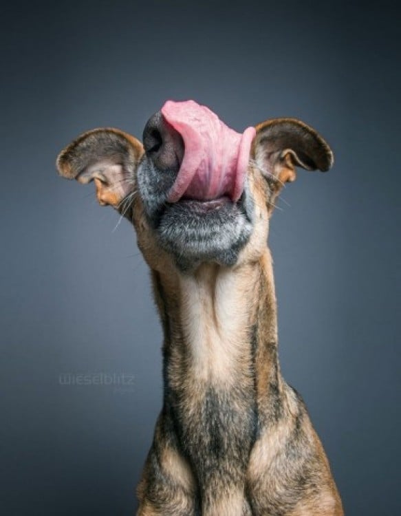 Retrato de un perro saboreándose algo 