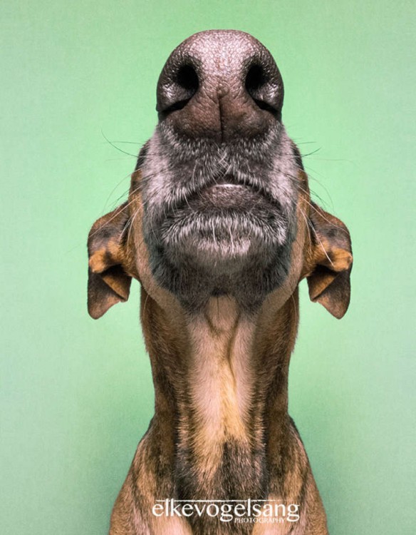Retrato de un cachorro donde muestra su hocico y su nariz 