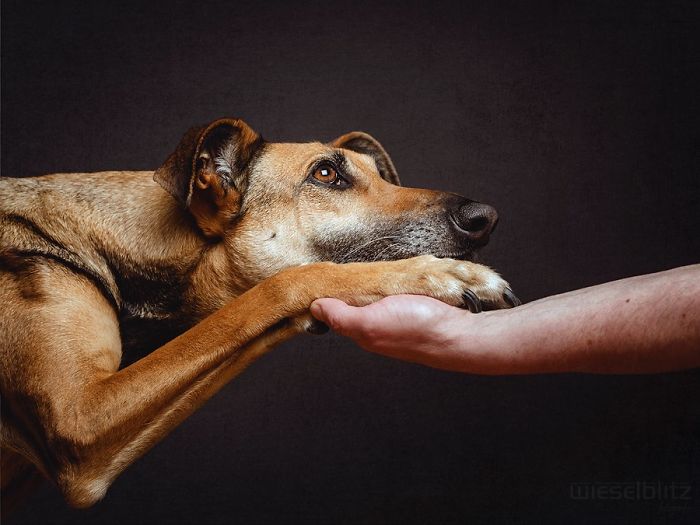 Retrato de un cachorro dando la mano a su dueña 