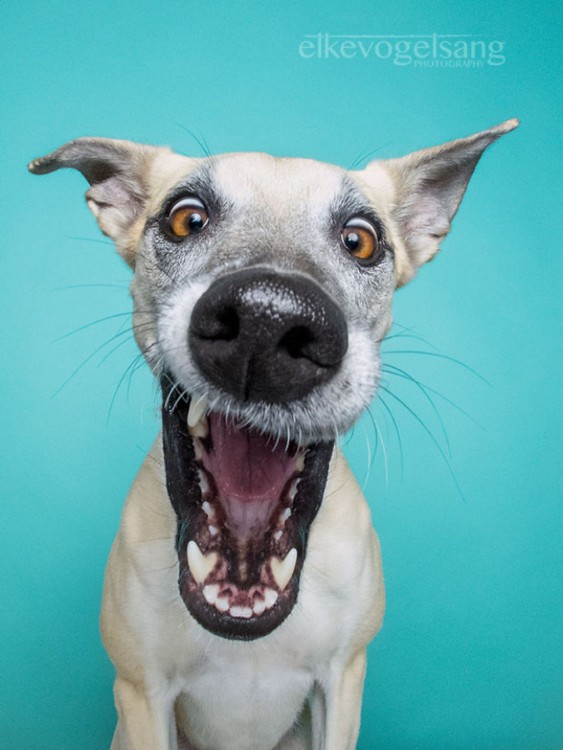 fotografía de un cachorro sobre un fondo azul 