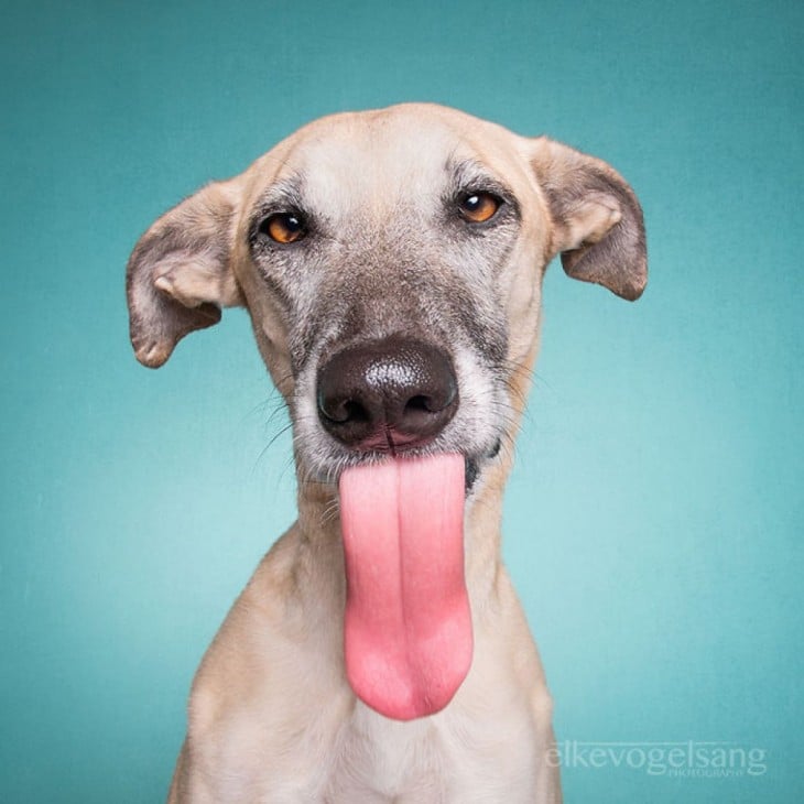 Retrato de un cachorro sobre un fondo azul sacando la lengua 