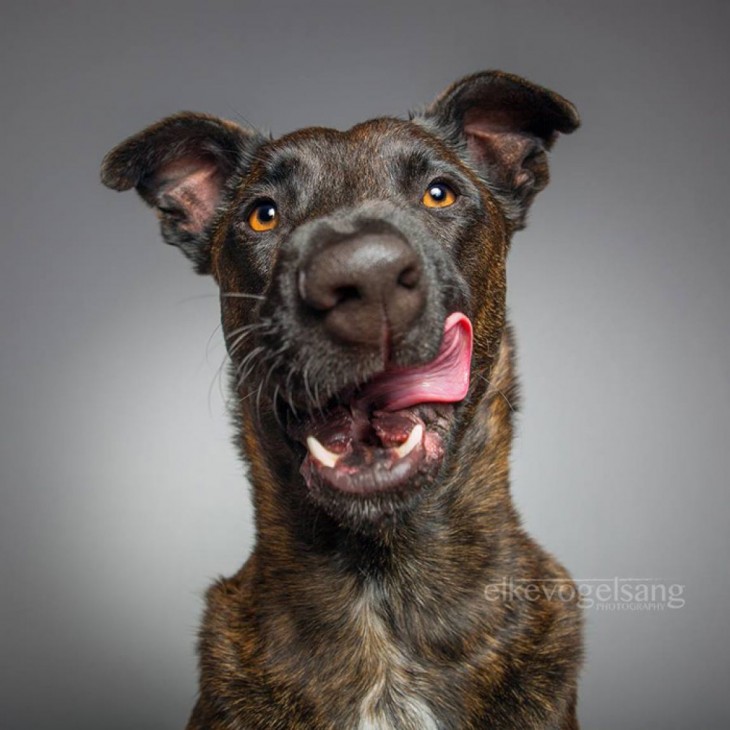 Retrato de la expresión de un perro saboreándose algo 