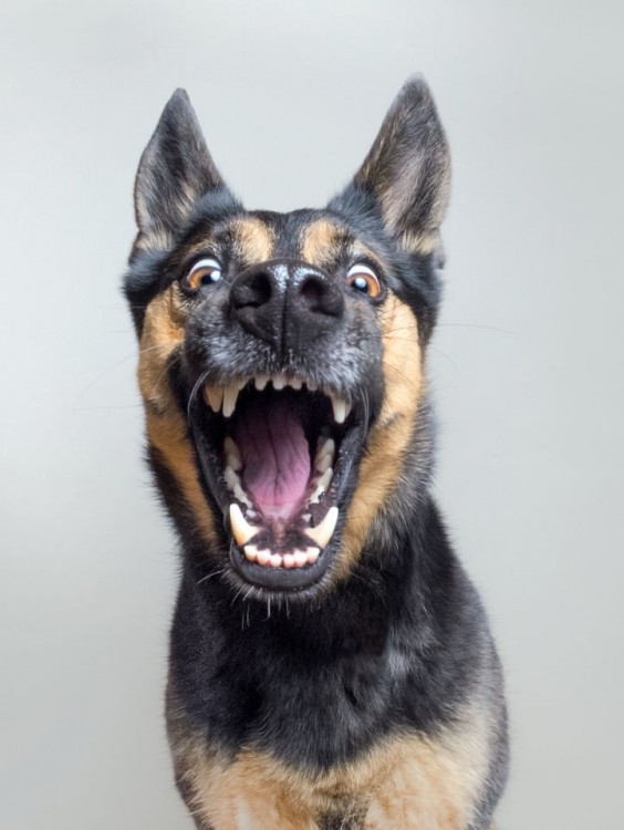 Fotografía de la expresión de un perro abriendo el hocico 