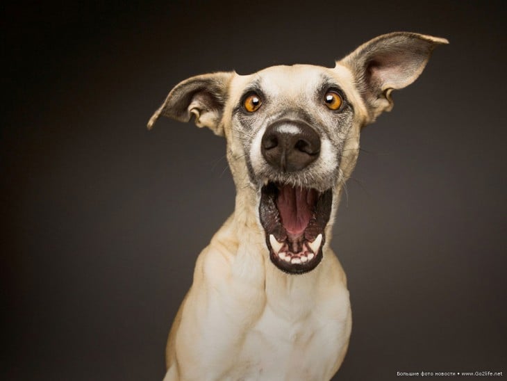 foto de la expresión de un perro que parece gritar de sorpresa 