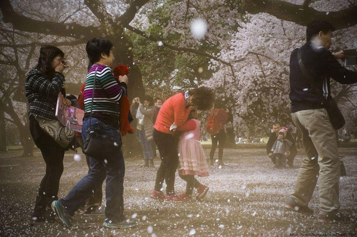 VISITANTES DE JAPON VISITAN SAKURA