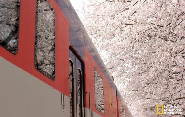 SAKURA EN EL METRO DE LA CIUDAD