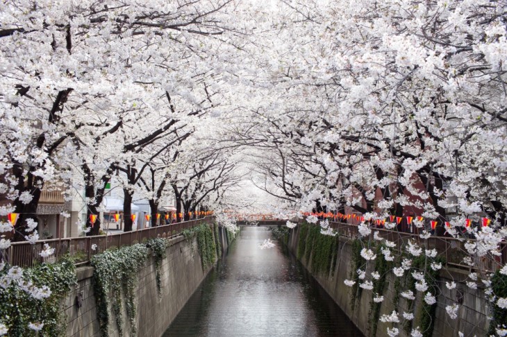 SAKURA EN UN TUNEL BLANCO