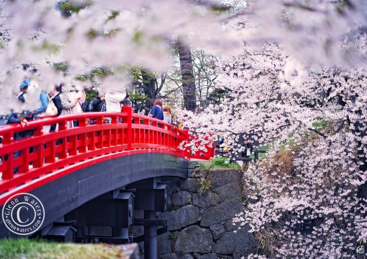 SAKURA EN EL PUENTE