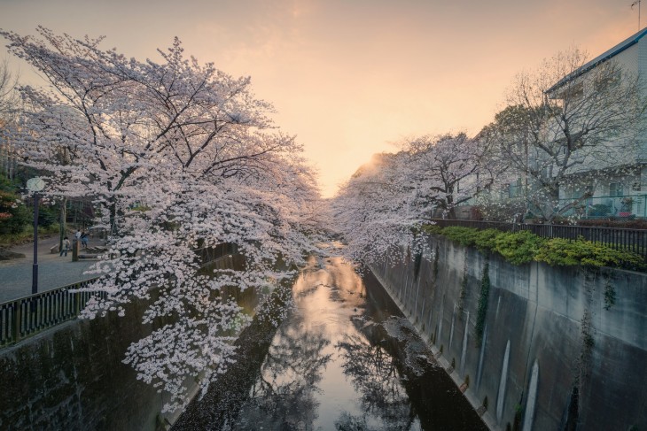 SAKURA EN LA CASA