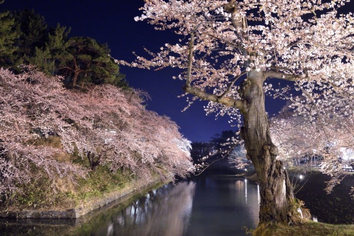 sakura de noche