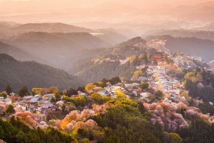 SAKURA VISTO DESDE UN DRONE